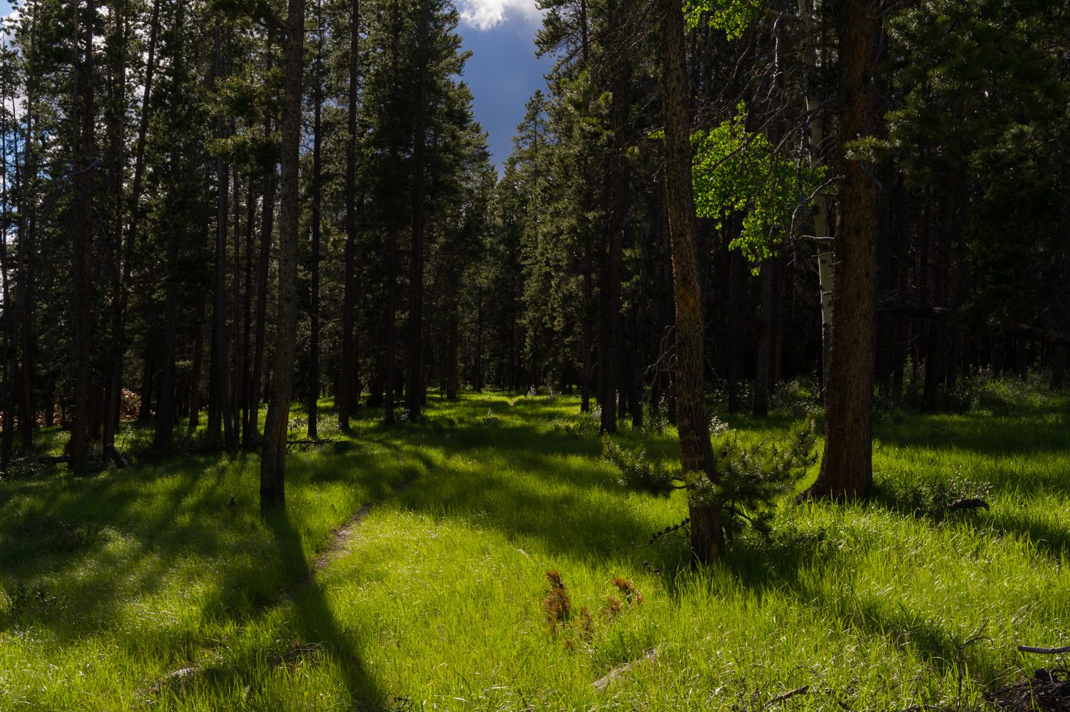Glade, Canada, Landscape Photograph, © Stuart Coleman glade canada landscape photography stuart coleman
