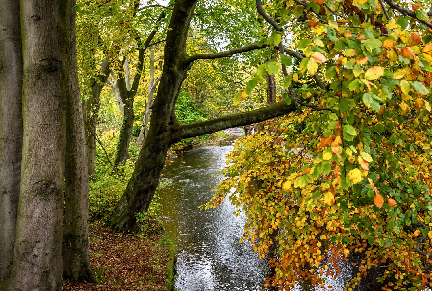 Autumn Trees, Landscape Photograph, © Stuart Coleman autumn trees landscape photography stuart coleman