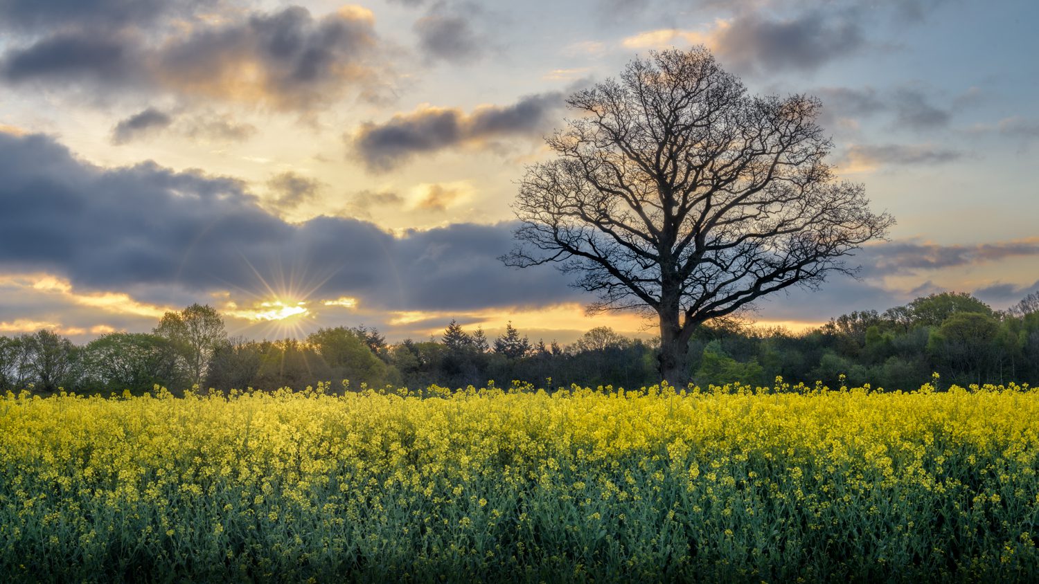Sunrise, Kent, Landscape Photography, © Stuart Coleman sunrise kent landscape photography stuart coleman