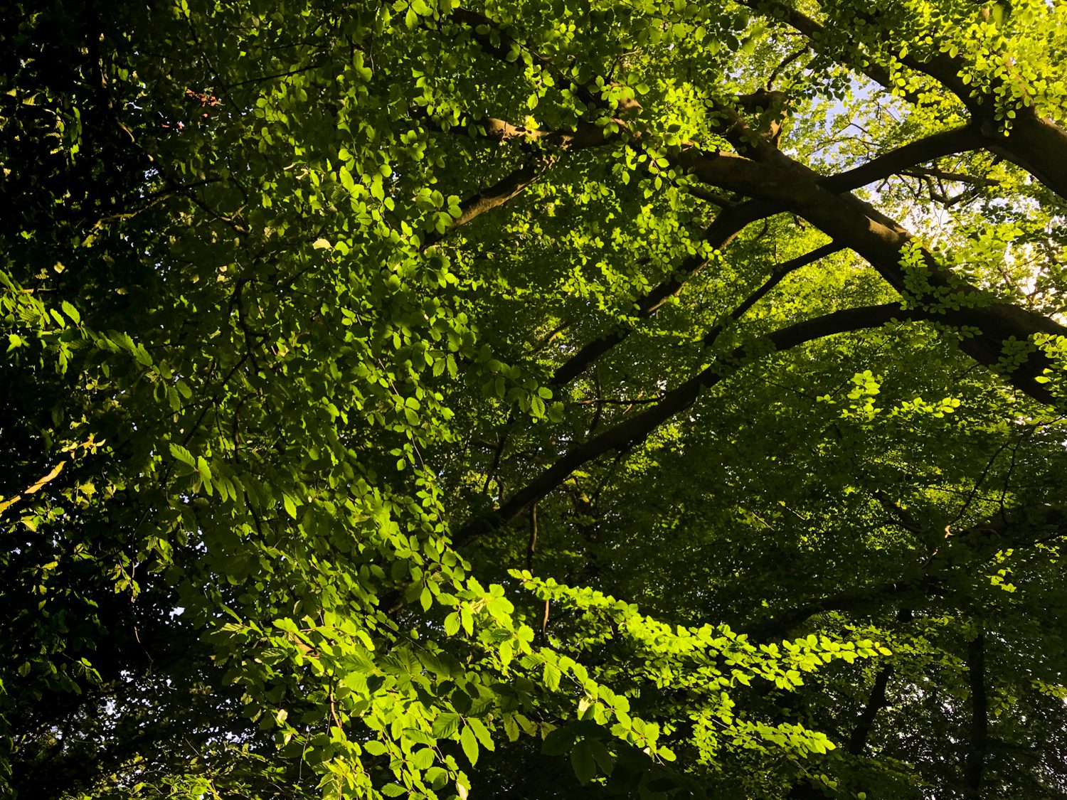Tree Swirl, Landscape Photograph, © Stuart Coleman tree swirl landscape photography stuart coleman
