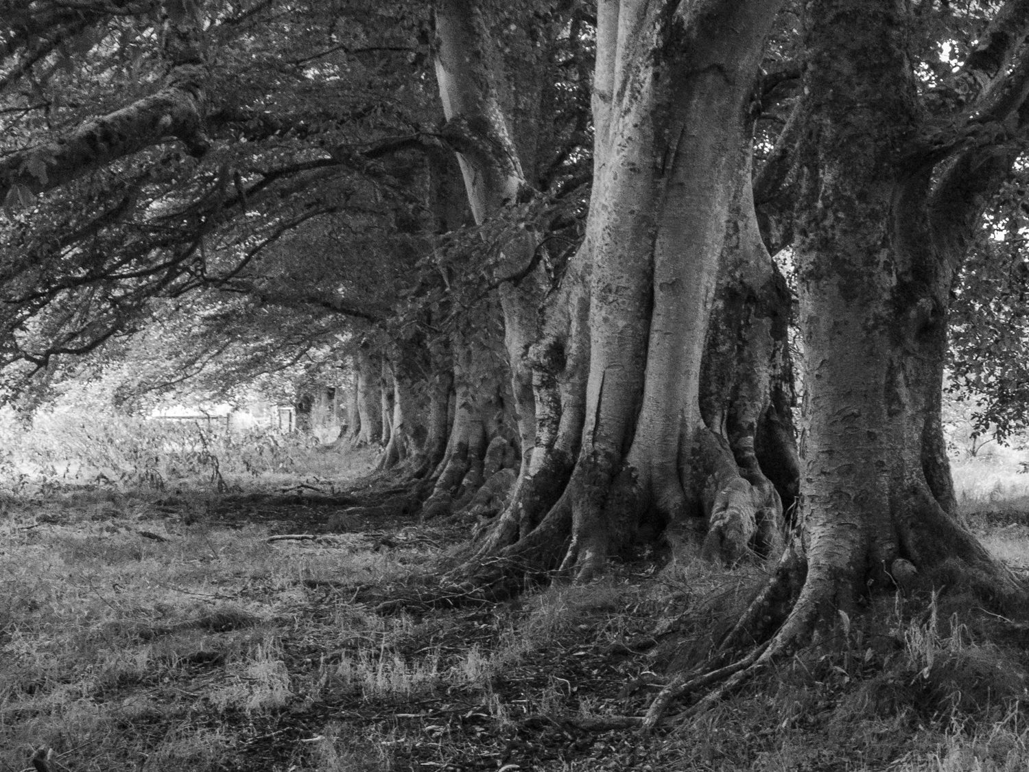 Trees, Inverin, Landscape Photograph, © Stuart Coleman trees inverin landscape photography stuart coleman