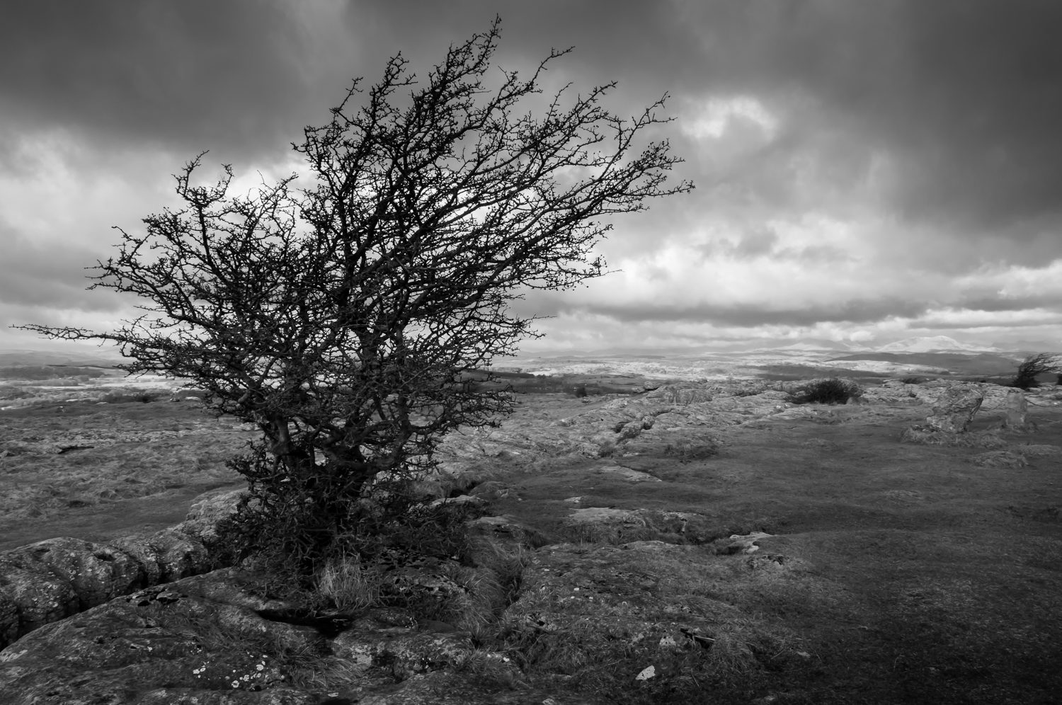 Tree, South Lakes, Landscape Photograph, © Stuart Coleman tree south lakes landscape photography stuart coleman