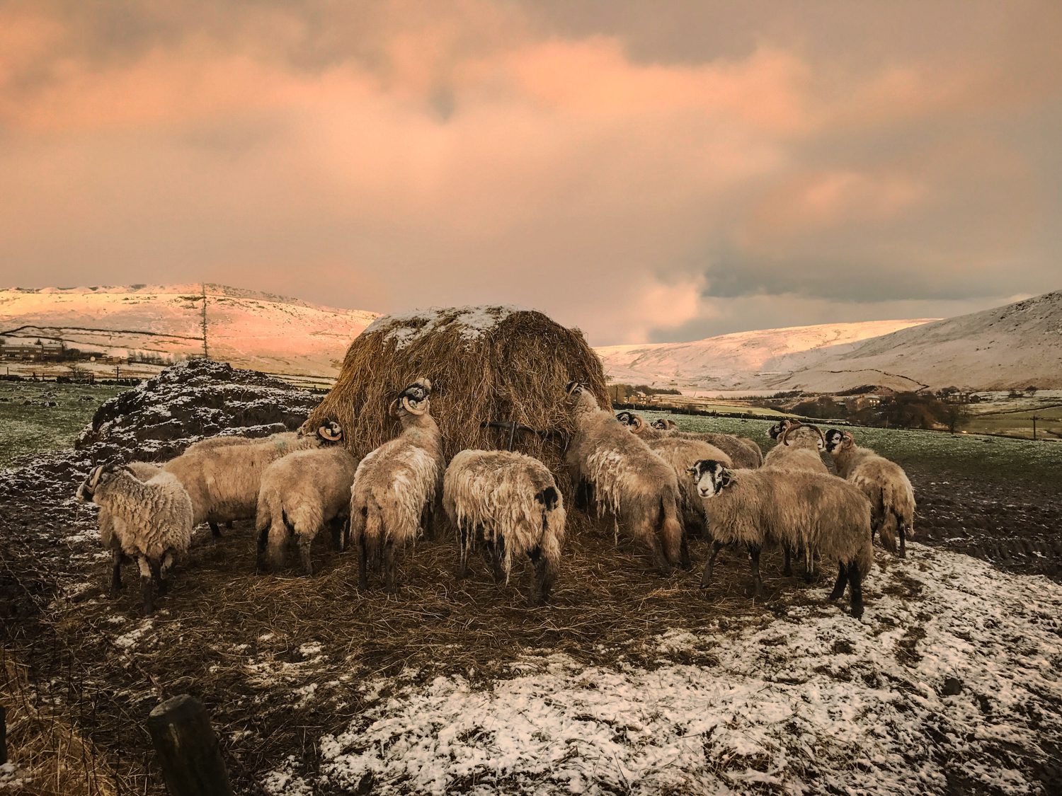 Sheep at Sunset, Landscape Photograph, © Stuart Coleman sheep sunset landscape photography stuart coleman